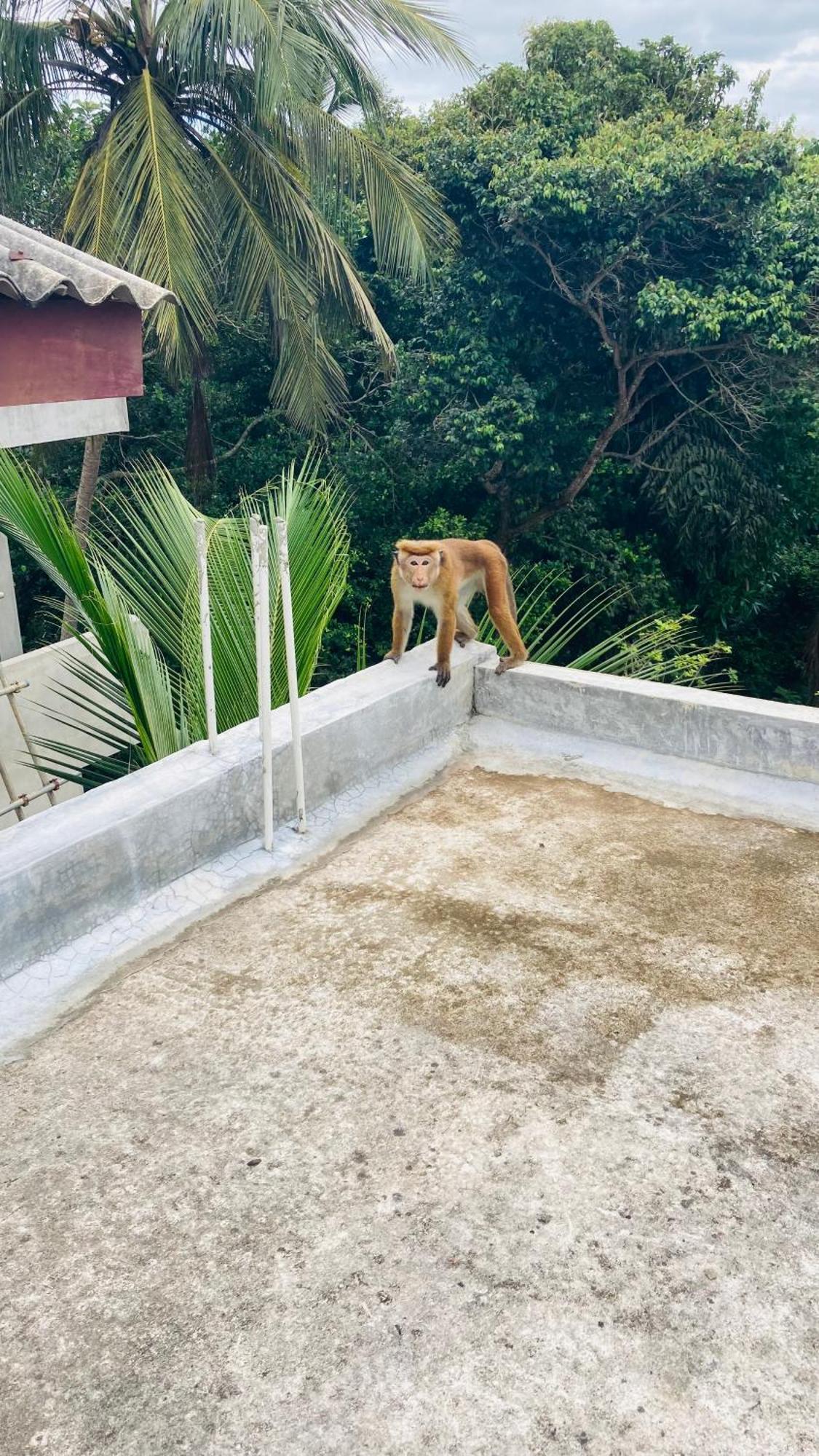Ayubowan Hiriketiya Apartment Dikwella Exterior foto